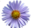 Shion, il fiore gipponese che da oil nome al dojo Aikido Shion